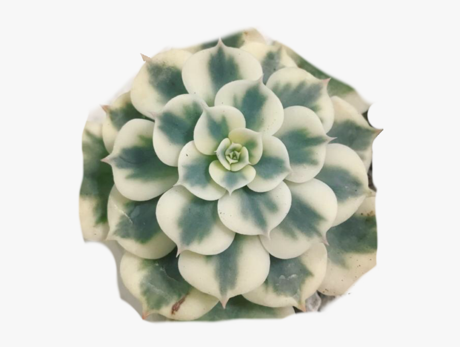 Clip Art Shop Rare Plants For - Echeveria, Transparent Clipart