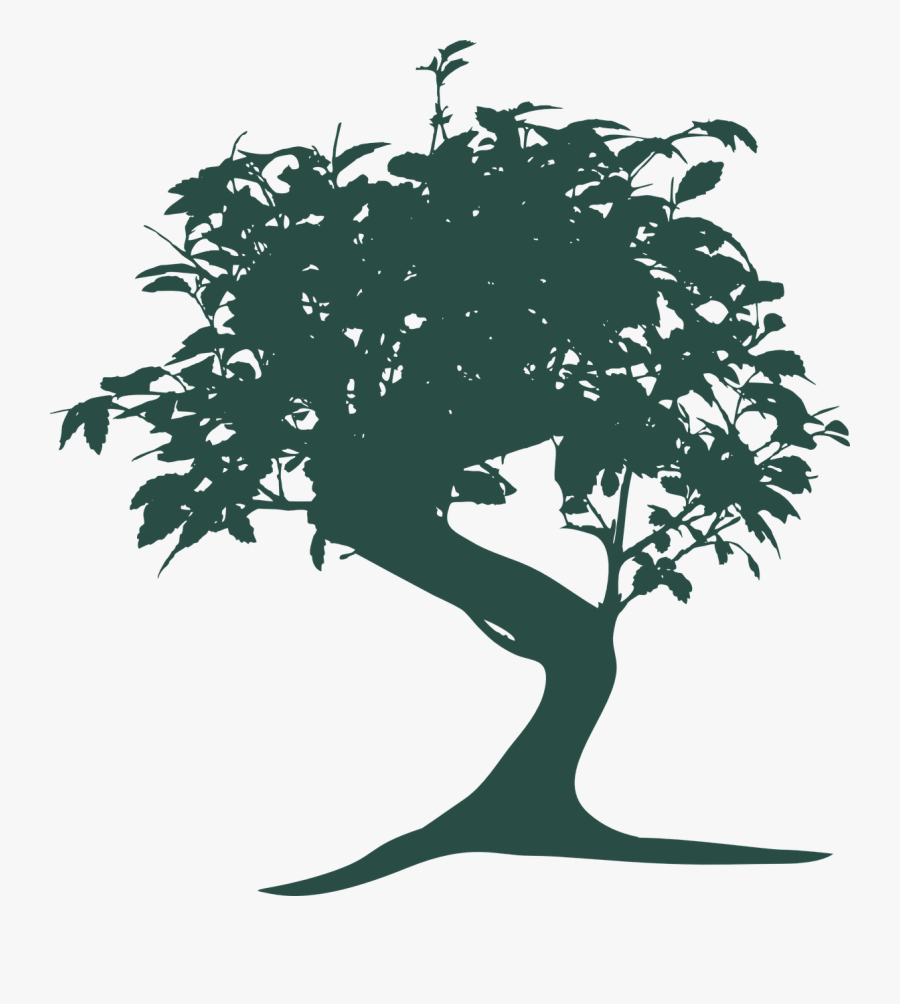 Bonsai Tree, Transparent Clipart
