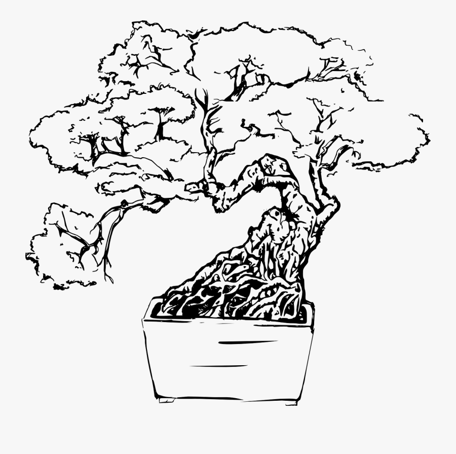 Bonsai Tree Line Drawing, Transparent Clipart