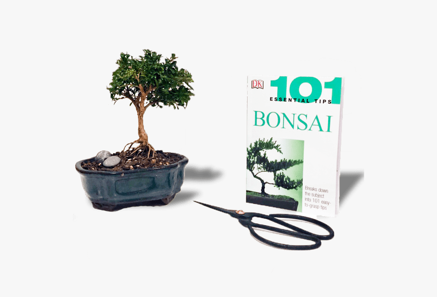 Bonsai Gift, Transparent Clipart
