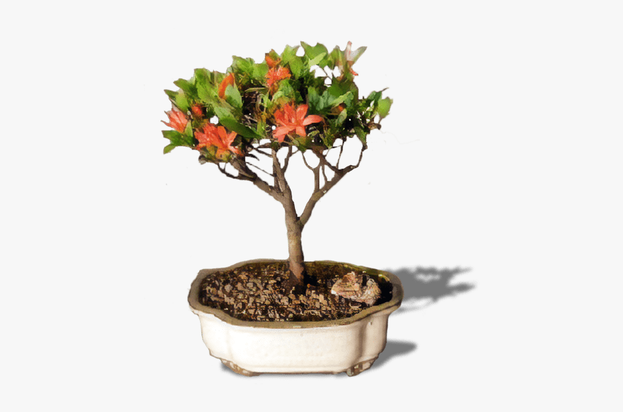 Flowerpot, Transparent Clipart