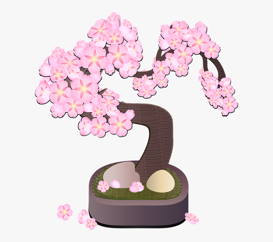 Cherry Blossom, Transparent Clipart