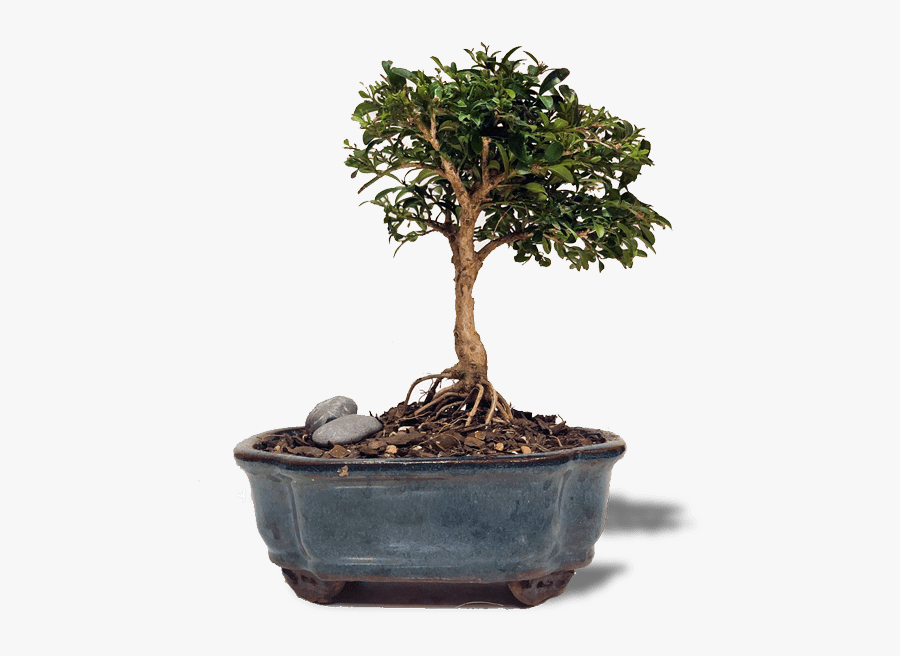 Cây Cảnh Hoàng Dương, Transparent Clipart