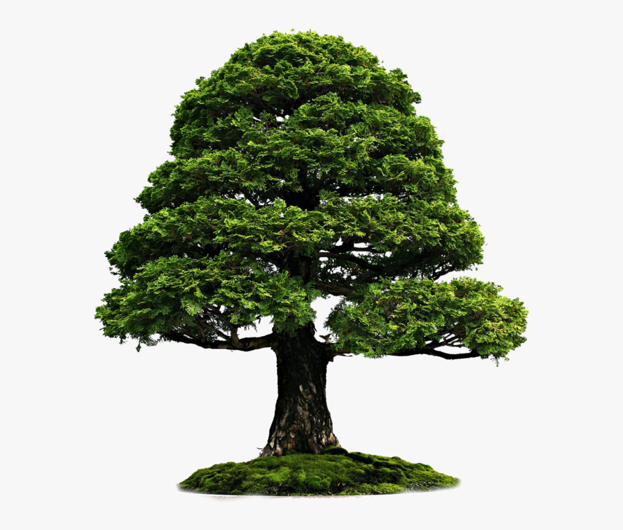 Tree Png - Grass Png, Transparent Clipart