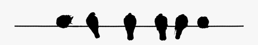 Electrical Cable Domestic Pigeon - Noise Pollution Effect On Birds, Transparent Clipart