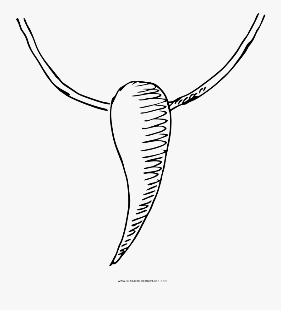 Medallion Coloring Page - Line Art, Transparent Clipart