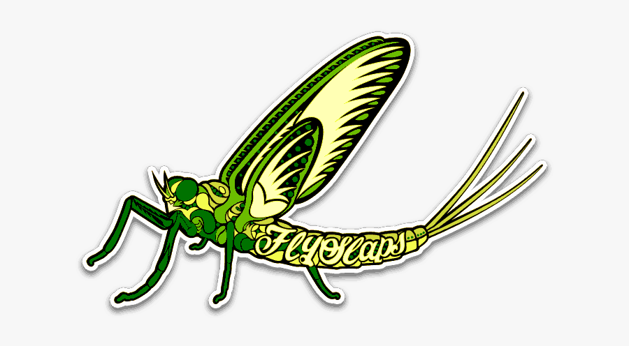 Fly Slaps Ornamented Green Drake - Net-winged Insects, Transparent Clipart