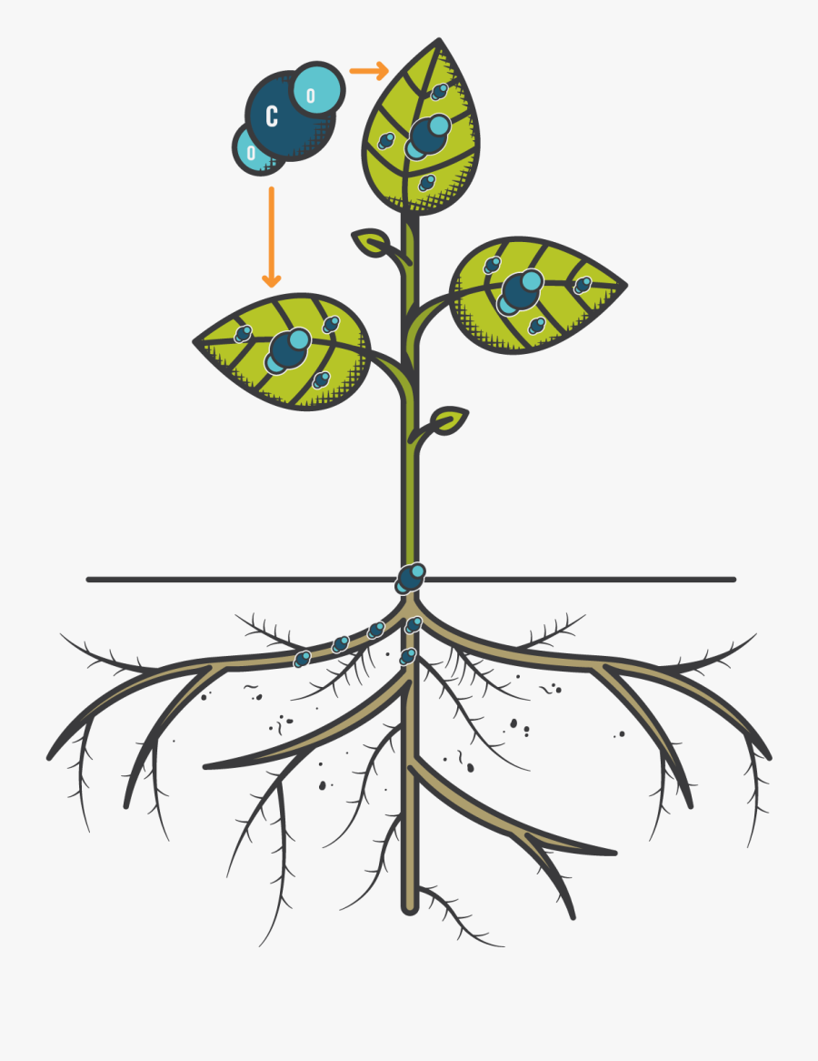 Carbon Sequestration - Agriculture Carbon Sequestration, Transparent Clipart