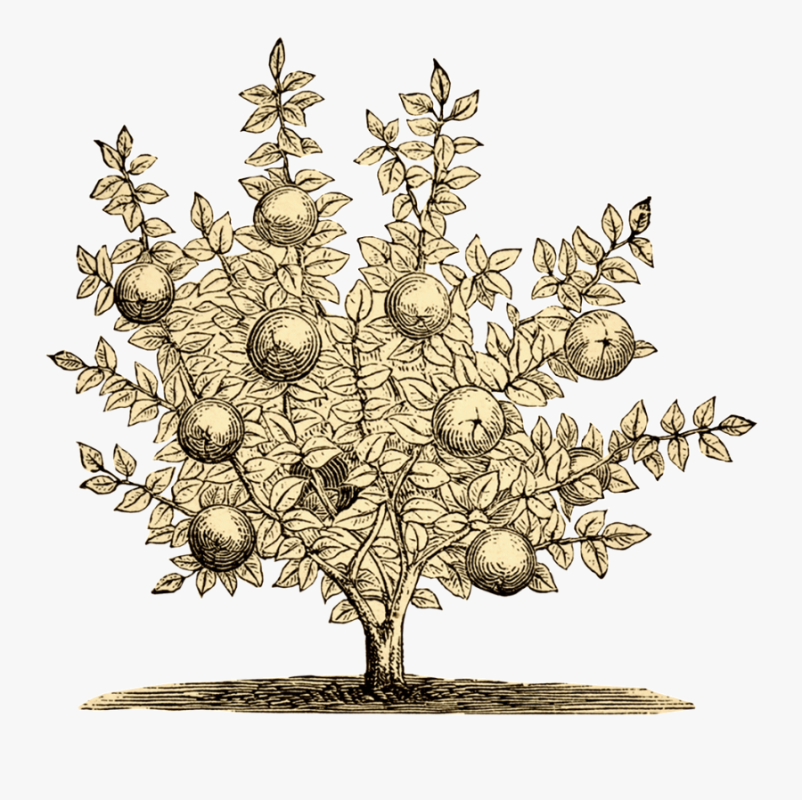 Orchard Management - Illustration, Transparent Clipart