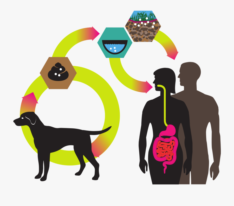 Banner Ascaris Lumbricoides, Transparent Clipart