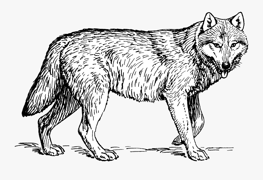 Puppy Arctic Wolf Coloring Book Pack Clip Art - Wolf Line Drawing, Transparent Clipart