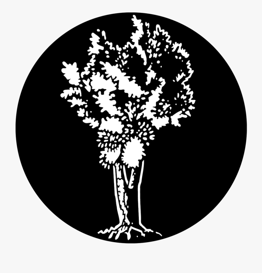 Apollo Trees - Olive - Me-3524 - Illustration, Transparent Clipart