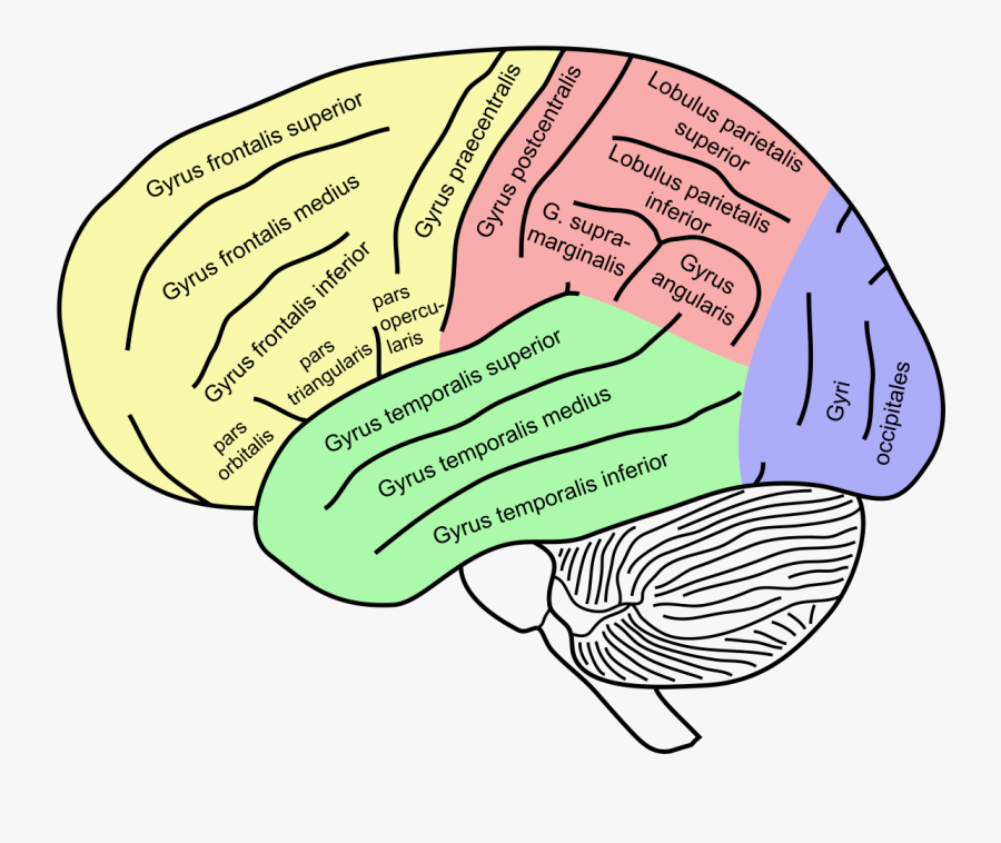 Bridges - Brain Map Of Emotions, Transparent Clipart