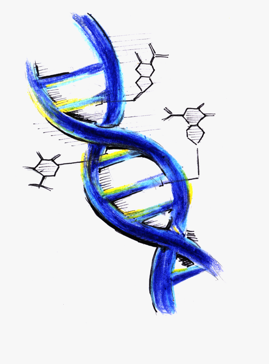 Sketch, Transparent Clipart