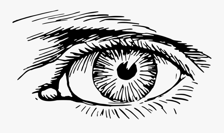 Eye, Eyelash, Optic, Optical, Organ, Vision - Eye Png, Transparent Clipart