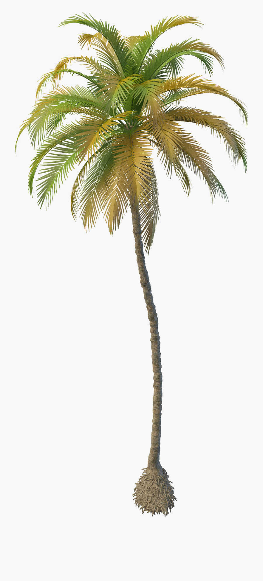 Clipart Resolution 2000*2000 - Attalea Speciosa, Transparent Clipart