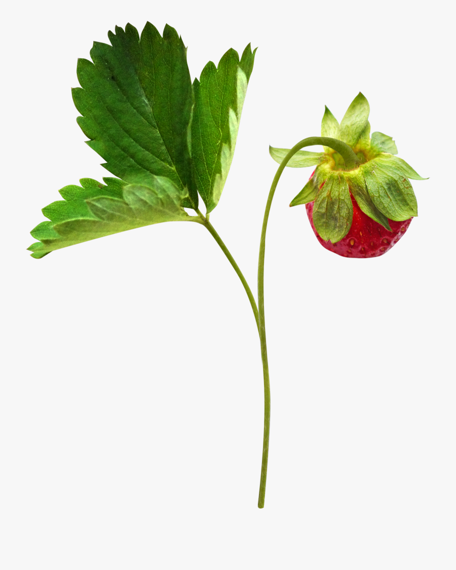 Berry Clip Art - Strawberry, Transparent Clipart