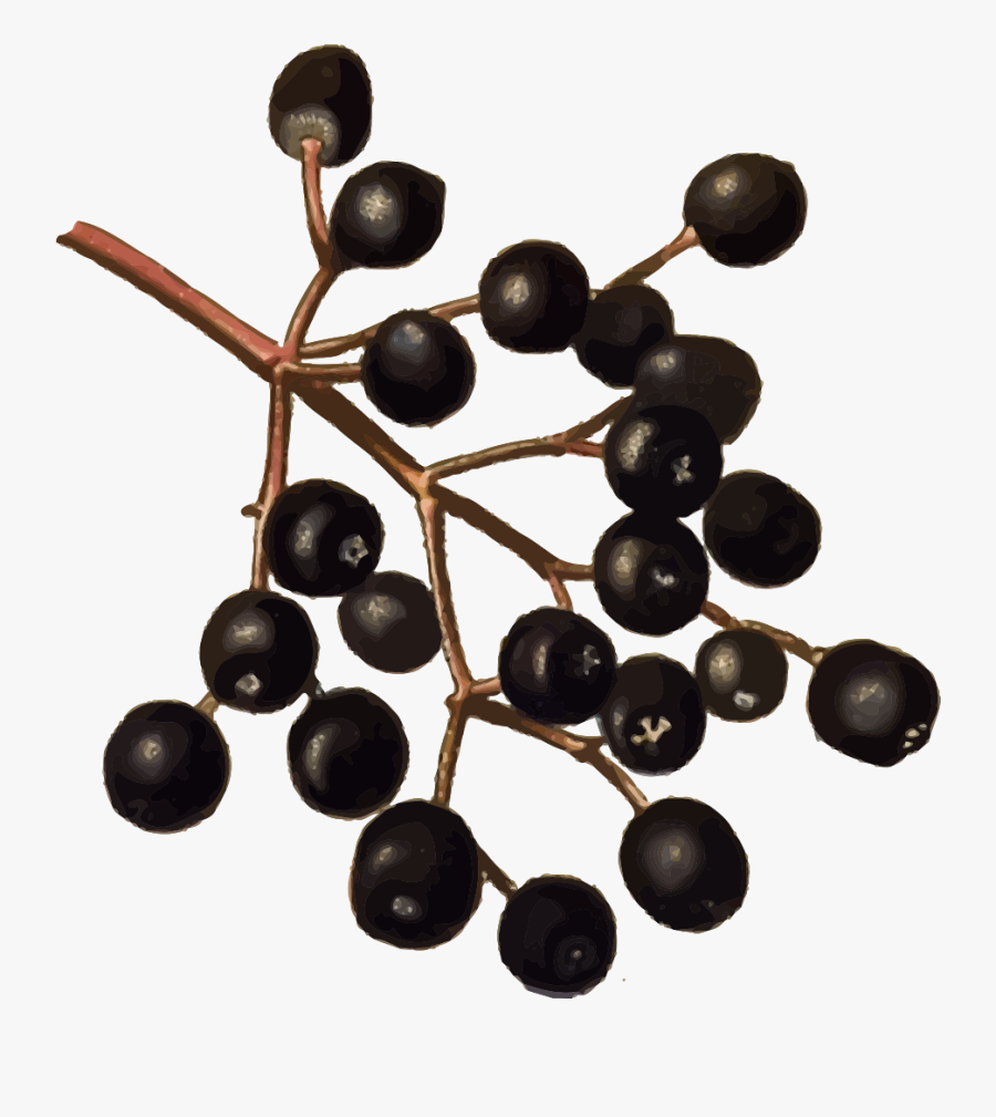 Elderberries - Elderberry Clipart, Transparent Clipart