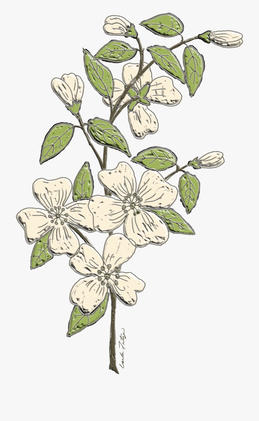 #dogwood #flowers #branch #floral #freetoedit - Line Art, Transparent Clipart