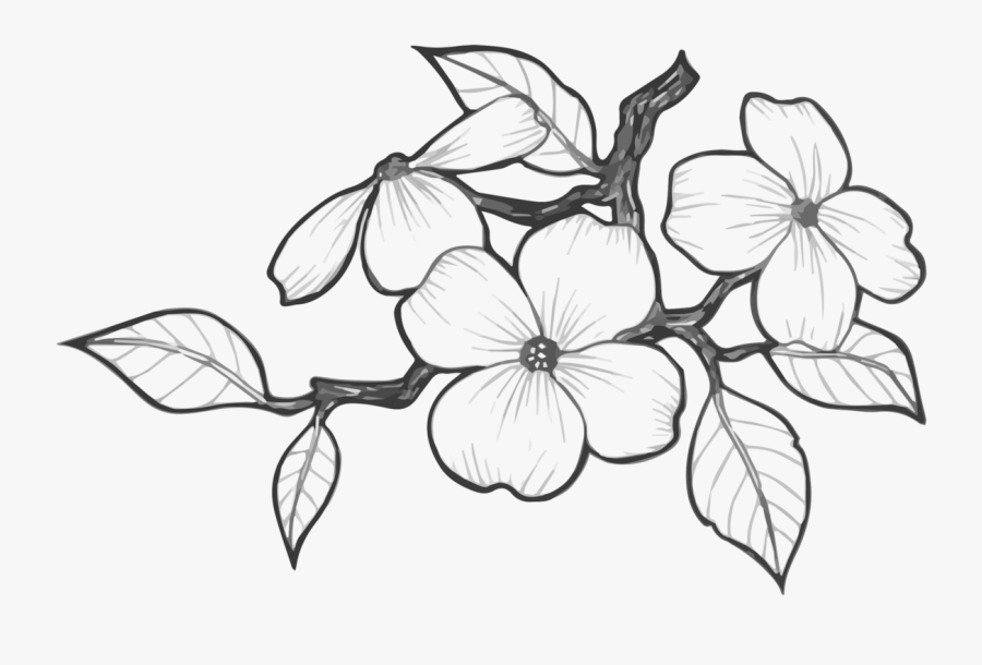 Rosa Glauca, Transparent Clipart