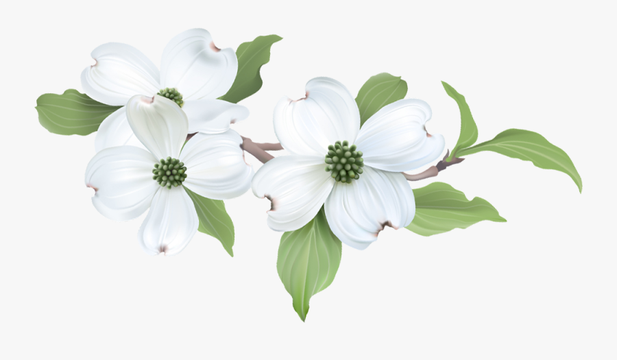 Flowering Dogwood, Transparent Clipart