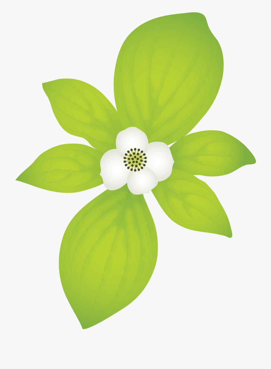 Dogwood Family, Transparent Clipart