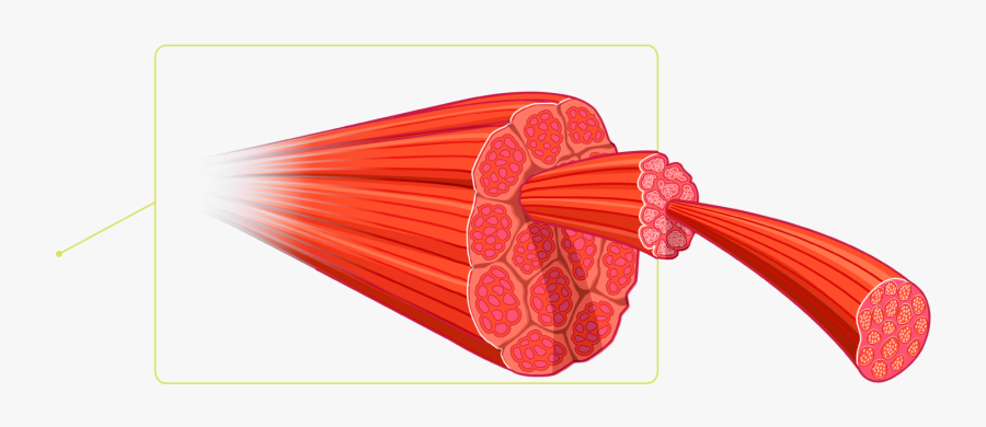 Muscle Cells Png - Skeletal Muscle Png, Transparent Clipart