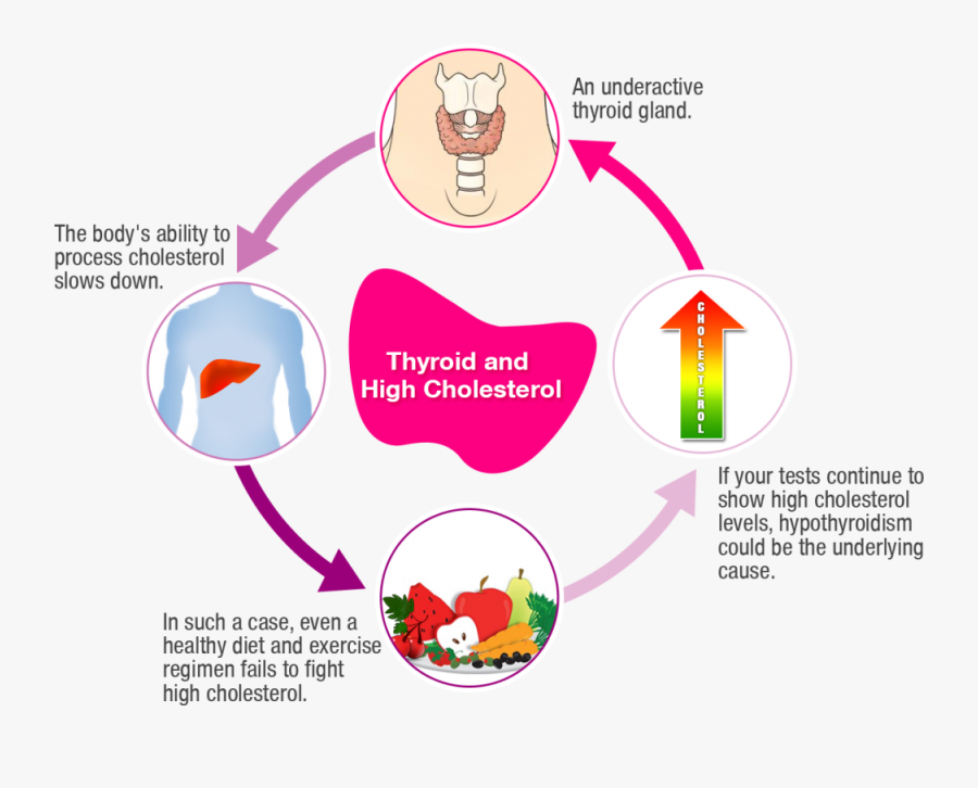 Thyroid Disorder And High Cholesterol - Thyroid Cholesterol, Transparent Clipart