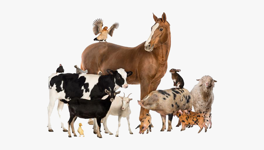 Group Of Farm Animals, Transparent Clipart