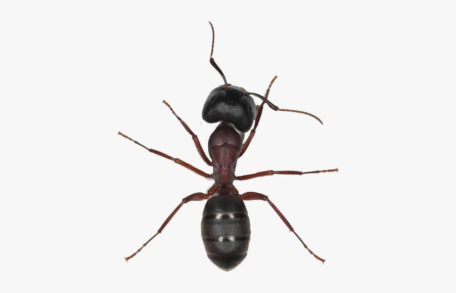 Figure Picpng - Transparent Ant Png, Transparent Clipart