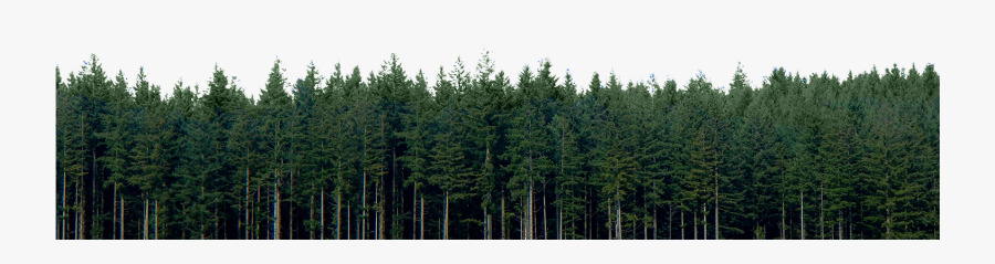 Transparent Pine Trees Png - High Resolution Pine Trees, Transparent Clipart