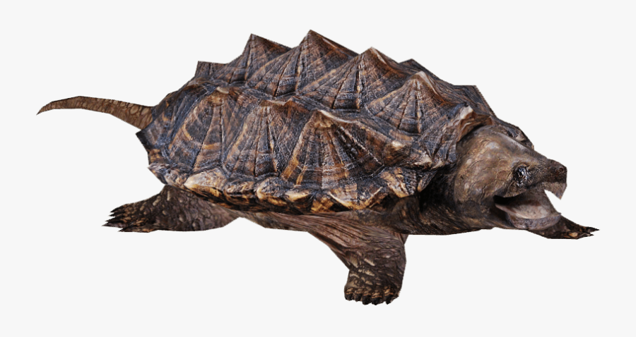 Snapping Turtle Png - Snapping Turtle Transparent Background, Transparent Clipart