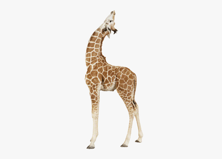 Giraffe Paper Animal Print Printing - Giraffe Transparent, Transparent Clipart