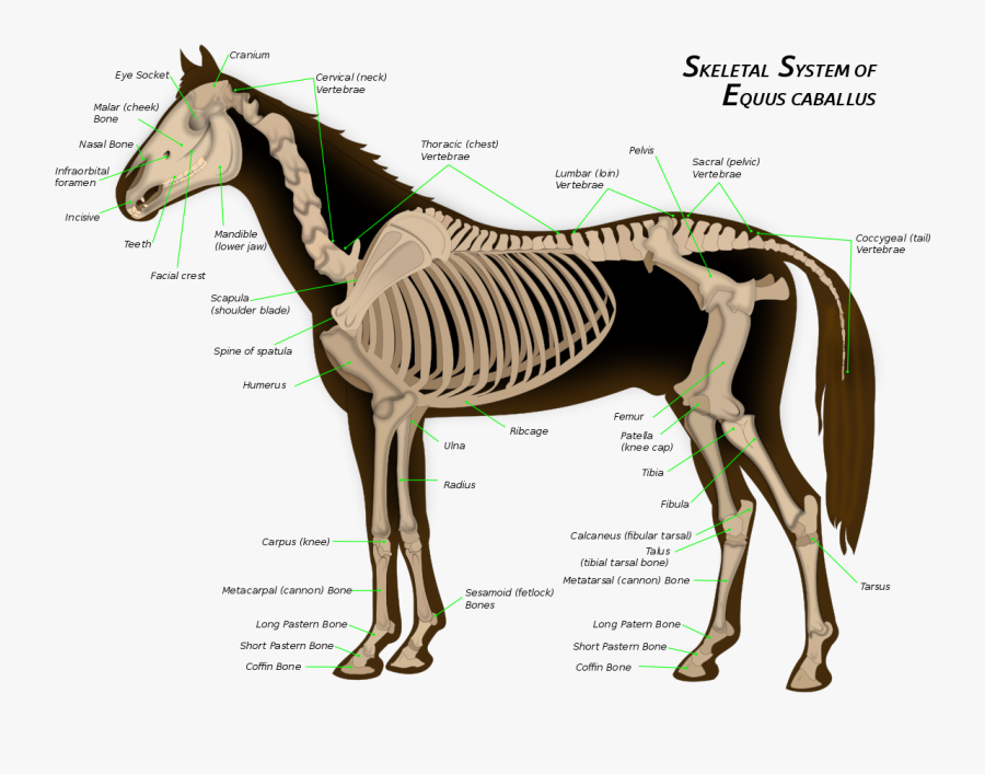 Clip Art Limbs Of The Wikipedia - Skeletal System Of A Horse, Transparent Clipart