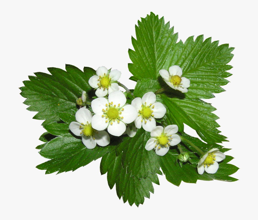 Strawberry Flowers Png, Transparent Clipart