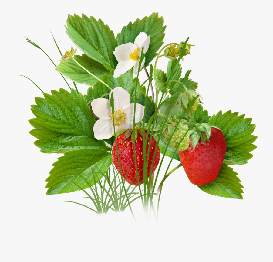 Strawberry Plant Png Download - Strawberry Flower Png, Transparent Clipart