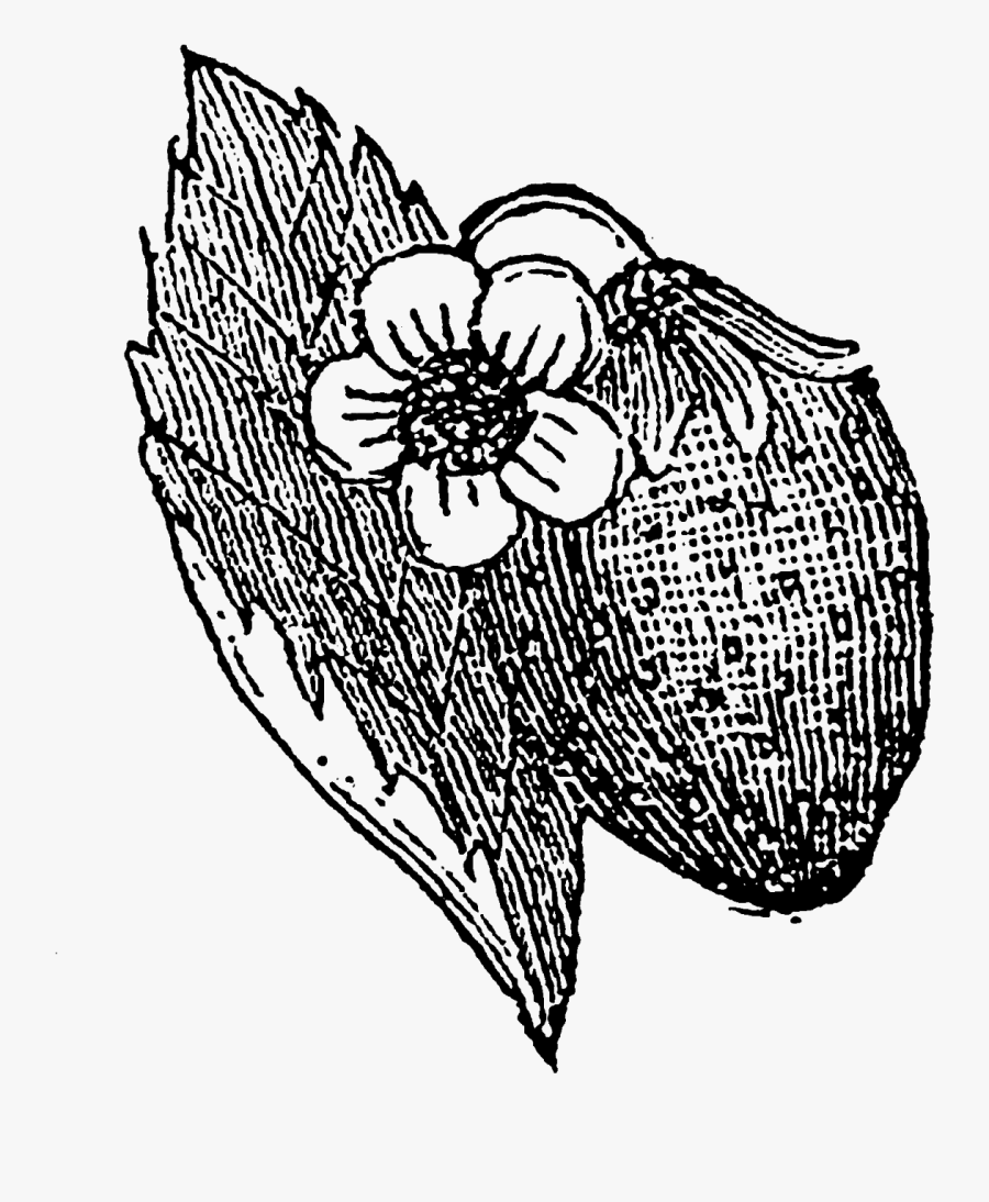 Strawberry Plant Clipart, Transparent Clipart