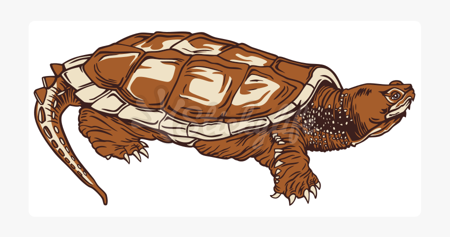 Common Snapping Turtle Static Cling - Desert Tortoise, Transparent Clipart
