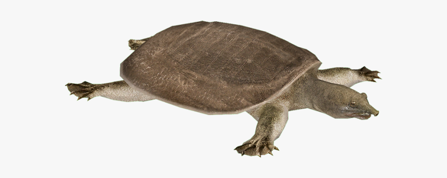 Snapping Turtle Png Transparent Images - Yangtze Softshell Turtle Png, Transparent Clipart