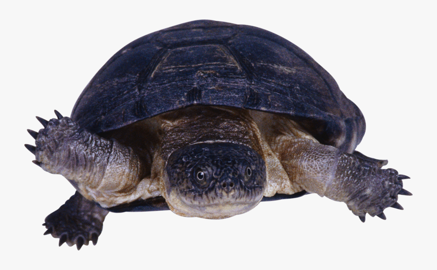 Transparent Snapping Turtle Png - Snapping Turtle Transparent Background, Transparent Clipart