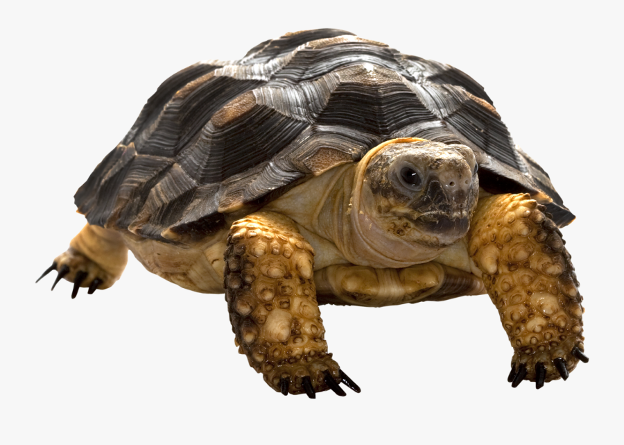 Turtle Png, Transparent Clipart