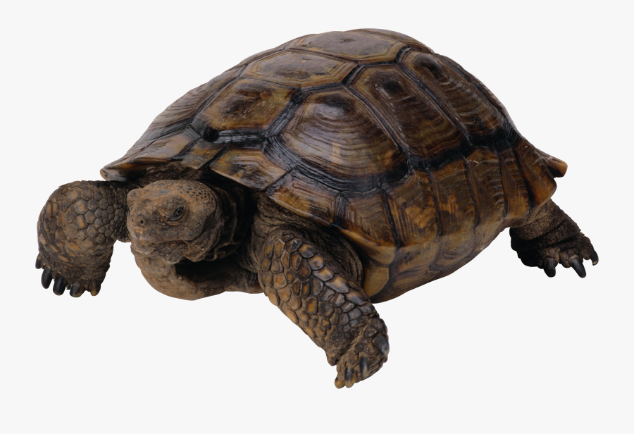 Turtle Transparent, Transparent Clipart