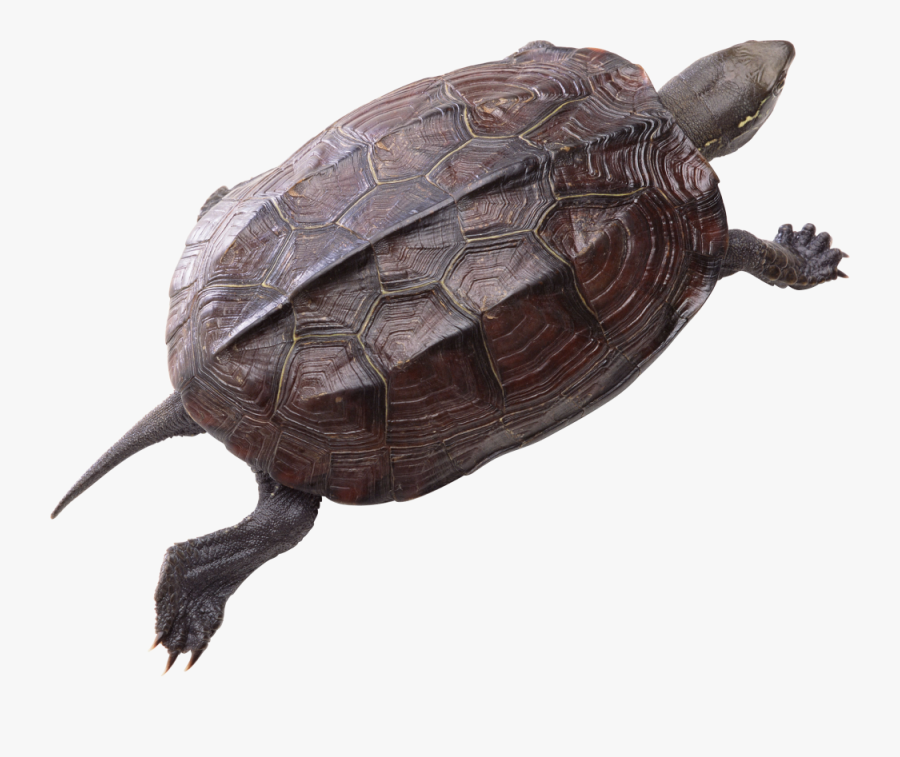 Png Turtle, Transparent Clipart
