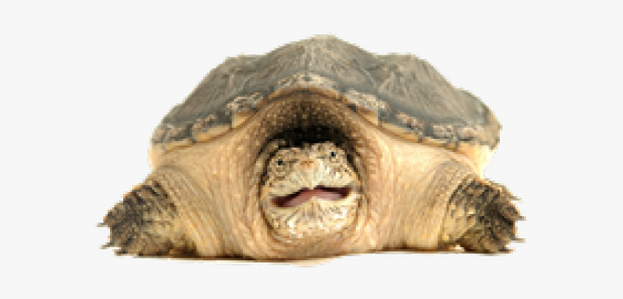 Common Snapping Turtle Transparent, Transparent Clipart