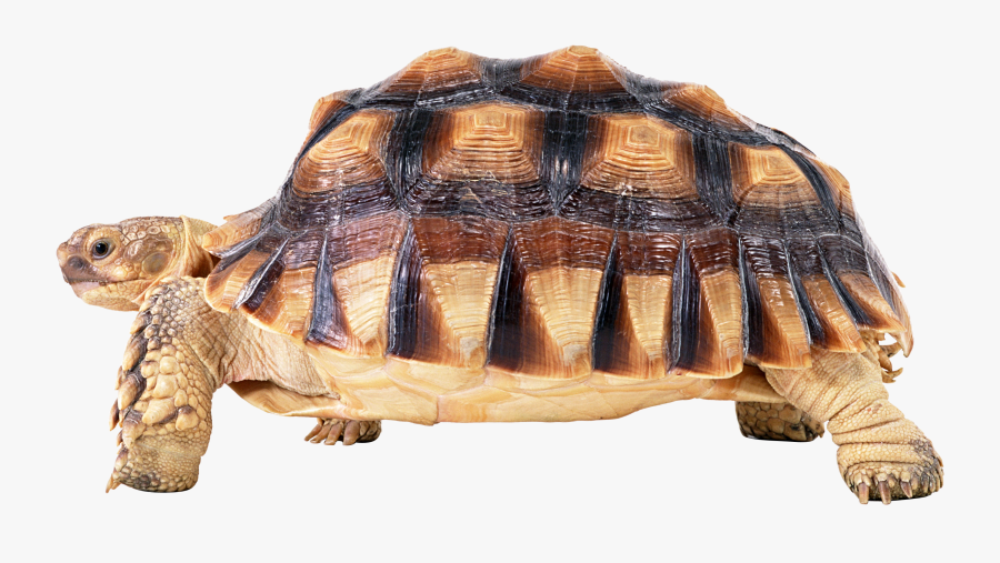 Turtle Png - Черепаха На Прозрачном Фоне, Transparent Clipart