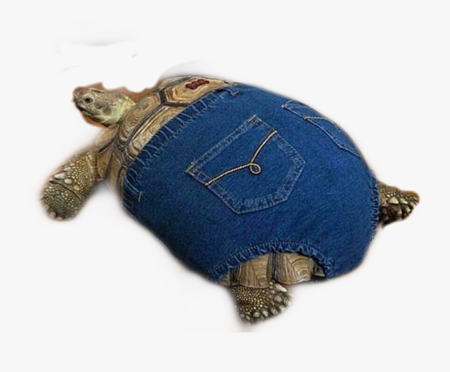 Snapping Turtle Clipart, Transparent Clipart