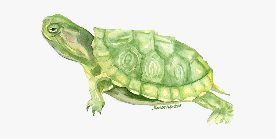 Watercolor Turtles Painting, Transparent Clipart