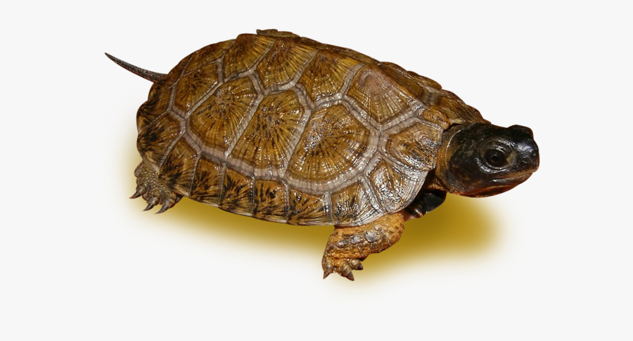 Desert Tortoise, Transparent Clipart