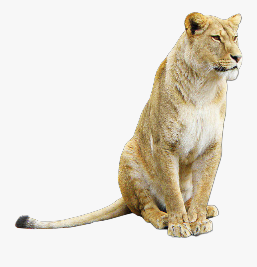 #lioness #lion #female #pride #animal #beautiful #nala - Lioness Transparent Background, Transparent Clipart