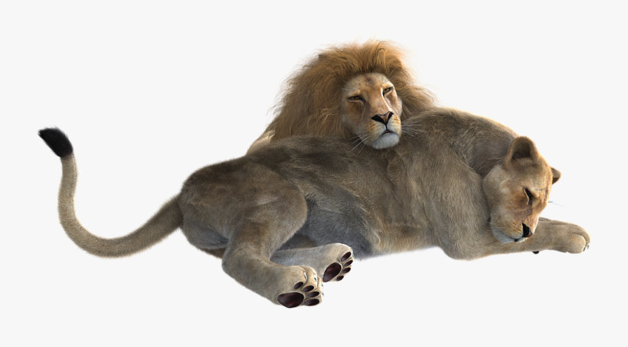 Transparent Female Lion Clipart - Lion Male And Female Png, Transparent Clipart